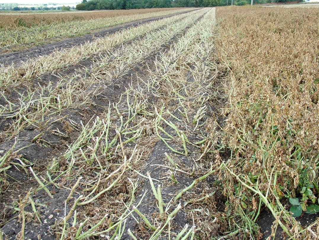 Addressing desiccation challenges ahead Agronomist & Arable Farmer